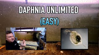 How I Raise Daphnia Water Fleas And You Can Too [upl. by Yerocaj]