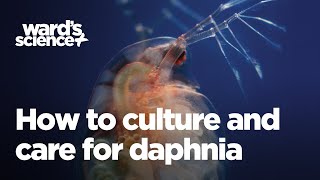 Caring and Culturing for Daphnia [upl. by Tolecnal]