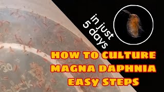 How to Culture Magna Daphnia Easily [upl. by Akirdnuhs343]