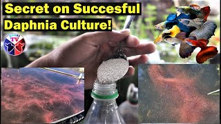 How to Culture Daphnia Successfully [upl. by Marsland141]