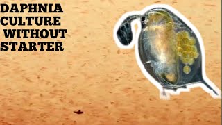 HOW TO CULTURE DAPHNIA NATURALLY WITHOUT A STARTER [upl. by Justinn]