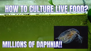 How to Culture Daphnia Secret Method to Breed MILLIONS  Simply Aquatic [upl. by Tol998]