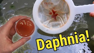 How I Culture Daphnia In Outdoor Tubs [upl. by Seraphim]