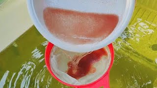 How to culture daphnia  Daphnia culture  How to grow daphnia outdoor [upl. by Lalat106]