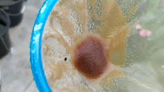 How to culture daphnia moina in a small container Part 1 English Subtitle [upl. by Ashby]