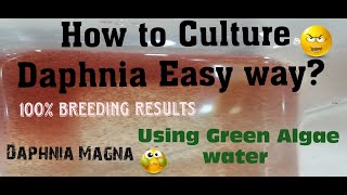 Daphnia MagnaHow to Culture Daphnia Easy wayCulturing Daphnia using Green water Daphnia [upl. by Baelbeer761]