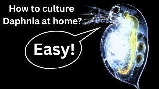 BEST Live Fish Food Beginner guide How to Culture Daphnia at home [upl. by Sera]