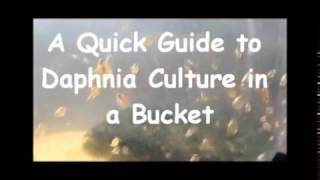 How to culture daphnia outside [upl. by Atekan]