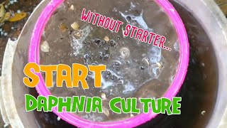 How to culture daphnia moina the easy way 1  Starting the Daphnia culture [upl. by Tnomel]