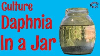 How to Culture Daphnia in a Jar [upl. by Onaled]