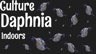 How to Culture Daphnia [upl. by Osmund]