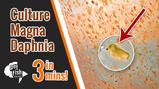 How to culture DAPHNIA MAGNA  The easy way [upl. by Tinor]