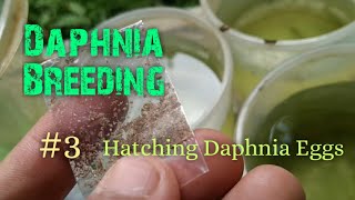 Daphnia Culture made simple and easy 3  Hatching Daphnia eggs [upl. by Ransell]