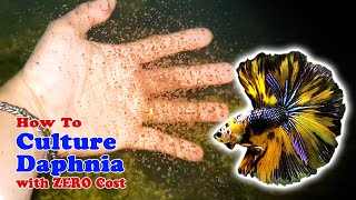 How to Culture Daphnia with ZERO Cost  Unlimited Live Food For Our Fish [upl. by Aihsetan]