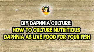 DIY Daphnia Culture How to Culture Nutritious Daphnia as Live Food for Your Fish [upl. by Sheply]