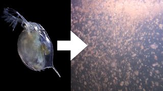 How I Culture Daphnia [upl. by Derrej919]