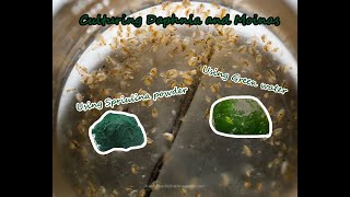 How To Culture Daphnia and Moinas using Green Water Spirulina powder [upl. by Naarah335]