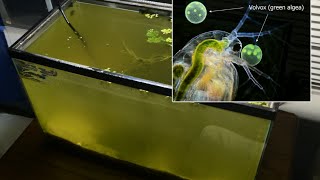 Raising Daphnia for the Freshwater Aquarium [upl. by Airegin]