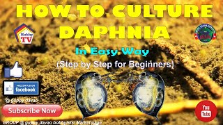 HOW TO CULTURE DAPHNIA In Easy Way [upl. by Karie]